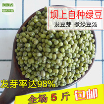 Mung bean sprouting mung bean sprouts bean sprouts mung bean mung bean paste mung bean soup fresh sprouted mung bean 500g
