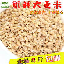 2021 New barley rice barley kernels peeled barley porridge steamed rice farmhouse wheat rice grains 500g