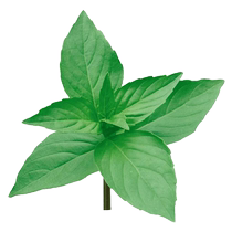 Shou Hebao orchid large-leaf Nepeta seeds vegetable seeds 10g rapeseed four-season vegetables old varieties