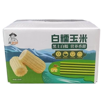Grain Corn White Glutinous Corn White Glutinous Corn 1 5kg Vacuum Packed Grain Full Nutritious Breakfast