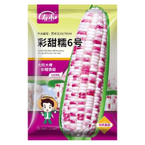 Suo-colored sweet glutinous 6 # corn seed 50g fragrant sweet and soft glutinous glutinous corn
