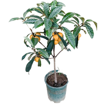Loquat saplings potted grafted fruit seedlings easy-to-live fruit trees planted in courtyard pots shipped with soil balls