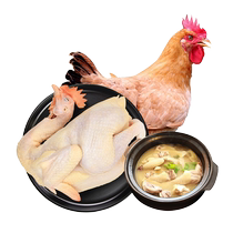 Tiannong fournit des poulets indigènes des agriculteurs de Hong Kong 1 kg de poulets fermiers en liberté des agriculteurs de Qingyuan des poulets indigènes pendant 100 jours de poulets entiers frais