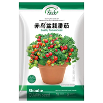 Sugrain Red Bird Potted Tomato Seed Vegetable Seed Vegetable Seed 100 Grain Pore Vegetable Seed Cherry Small Tomatoes Holy Women Fruits