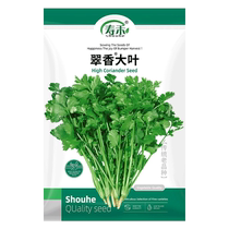 Shouhe Cuixiang large-leaf coriander seeds 30g seeds larvae vegetable seeds rapeseed balcony coriander four-season planting