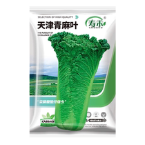 Shouhe Tianjin green hemp leaf cabbage seeds 10g seeds larvae vegetable rapeseed spring cabbage seeds
