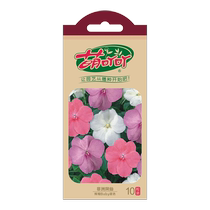Cute Flowers Seed Spring Autumn Sowing Garden Balcony Potted Plant Seed Lily White Grass Lavender Flowers
