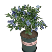 () Blueberry tree seedlings potted blue plum seedlings indoor cold-resistant easy to grow in the north and south ground planting courtyard planting