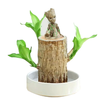 Brazilian wood Groot lucky wood flowering water-cultured green plants indoor potted plants with buds shipped small tree man hydroponic plants