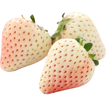 Iridescent Strawberry Sprout Potted Balcony All Season Results Tree Black Pearl Red and Cream Strawberry Plant