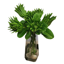 (One piece) Bergamot hydroponic plant with branches fresh fruits fresh chayote flower arrangement indoor water-cultured green plants