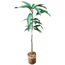 Mango seedlings Jinhuang Mango seedlings ground planting potted courtyard southern fruit tree seedlings shipped with soil balls