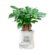 Fortune tree small potted flower plant desktop indoor ornaments good for all seasons green plants living room native fortune saplings