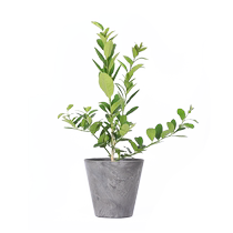 Iridescent Lemon Tree Potted Seedlings Table Fresh View Leaves View Fruits Green Plant All Season Evergreen Large Living Room Balcony Potted Plant