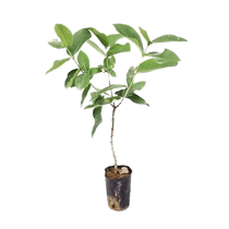 Lotus mist saplings fruit seedlings southern planting courtyard basin planting easy-to-live fruit trees fruit seedlings shipped with soil balls