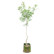 Grafted Dongkui Yangmei tree saplings are suitable for potted ground planting in the north and south fruit trees on balconies and large fruit belts for delivery with soil balls.