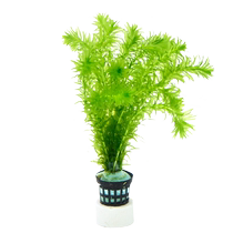 Aquatic plants fish tanks ecological landscaping real grass fish farming negative green plants lying on the ground short pearl red middle and rear grass scenery in the palace