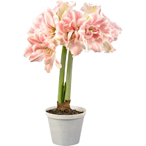 Hongyue imports South Africa and Peruvian amaryllis bulbs for garden balcony four-season flowering potted indoor flowers