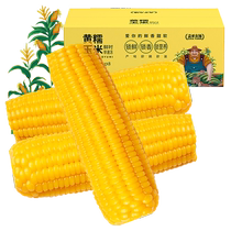 Gaia Farm yellow waxy corn on the cob 8 pieces non-GMO vacuum packed fitness ready-to-eat Northeastern sticky sweet waxy corn