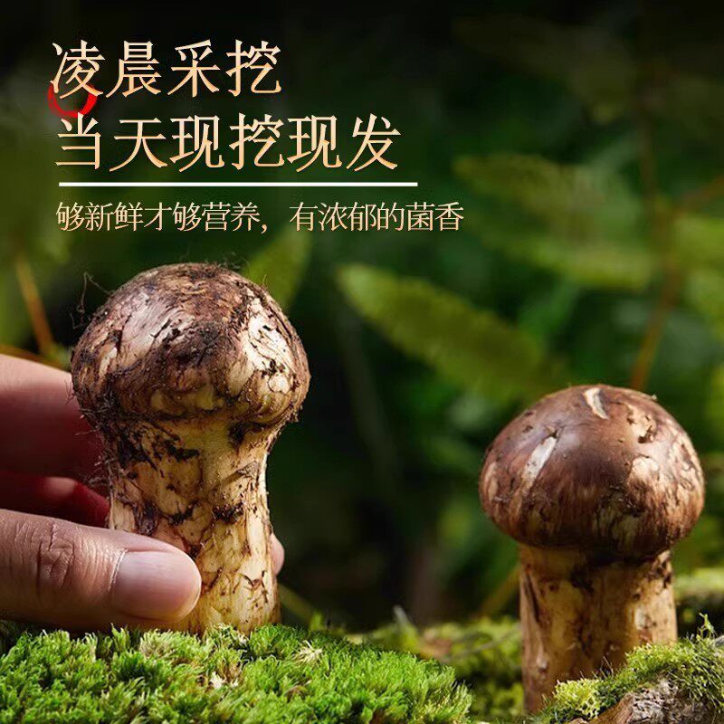 正宗香格里拉纯野生松茸,云南山珍新鲜出口级,不开伞的顶级美味🌿-新鲜松茸-淘宝百科网