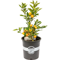 Single piece iridescent Crisp Golden Orange Citrus Grove Spring See Harrowing Mandarin Orange Pomp Fruit Slim Balcony Courtyard Potted Plant