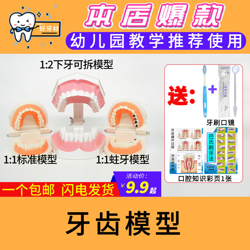 Dental Teeth Model Kindergarten Dental Model Die Oral Teaching Denture Model Kindergarten Teaching Toothbrushing Model