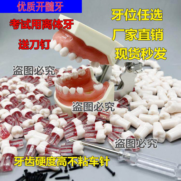 牙医学生考试练习开髓牙粒 树脂牙带髓腔根管牙 预备填充窝洞制备