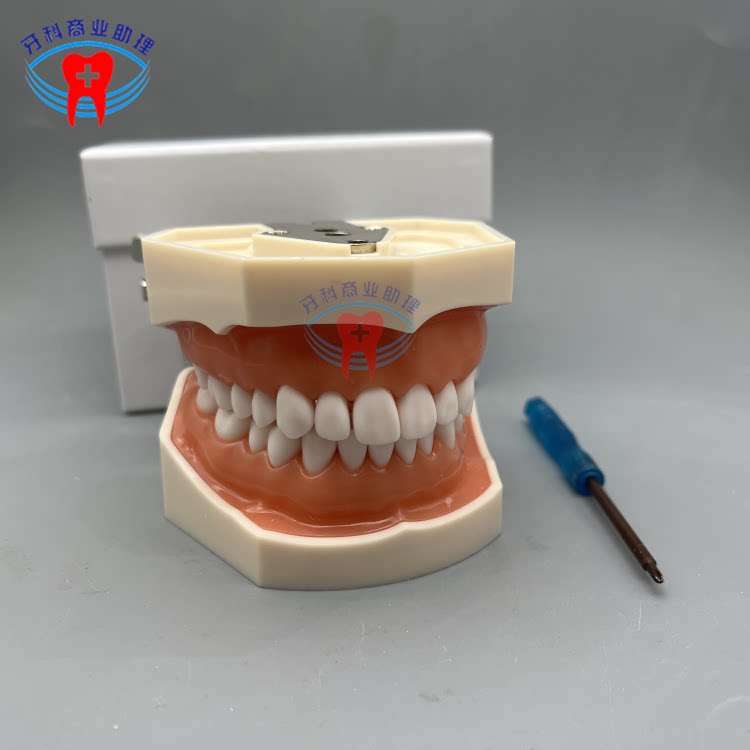 牙科口腔备牙练习模型制备窝洞牙粒口腔根管离体牙树脂牙考试用