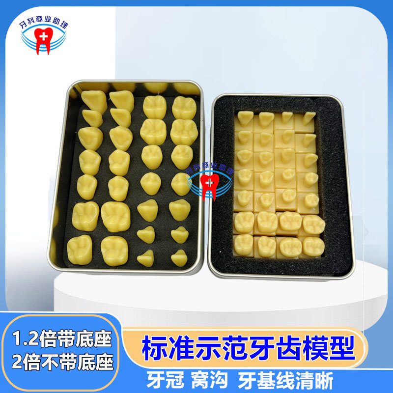 牙科口腔 2倍雕刻牙齿对照标准牙齿模型 1.2倍雕刻用全口示范牙粒