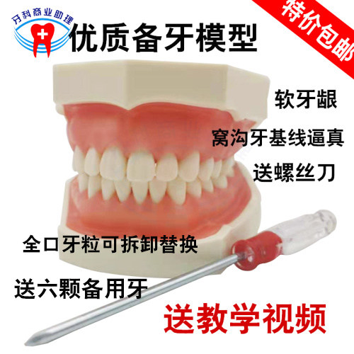 牙科备牙练习模型仿真软牙龈牙模可拆卸树脂牙模家用牙齿训练模型8011牙模送牙粒