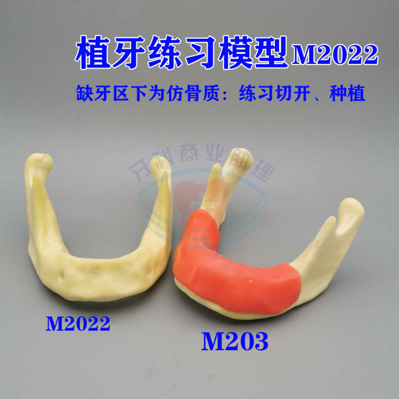 牙科下颌骨种植练习模型 钻孔实操练习 口腔下巴骨齿医患沟通模型