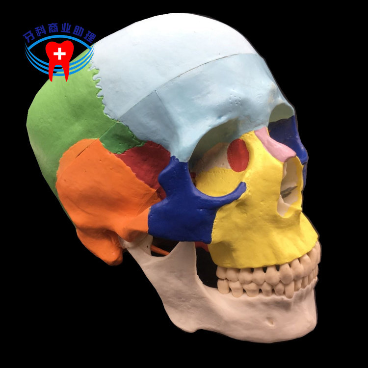 Dental teaching color simulation skull head skull art 1:1 detachable color skull