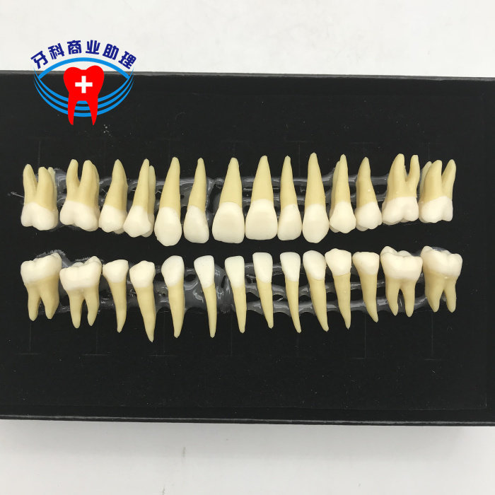 Dentistry with tooth root Anatomy know teeth 28 bicolor simulation off-body tooth bicolor and constant tooth model-Taobao