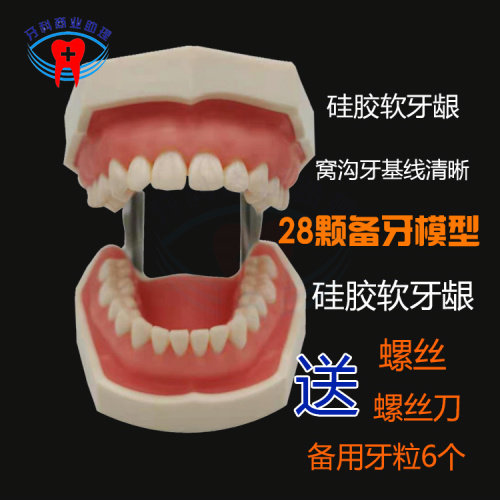 口腔牙科28颗备牙模型 可拆卸牙齿模型 排龈练习制备窝包邮