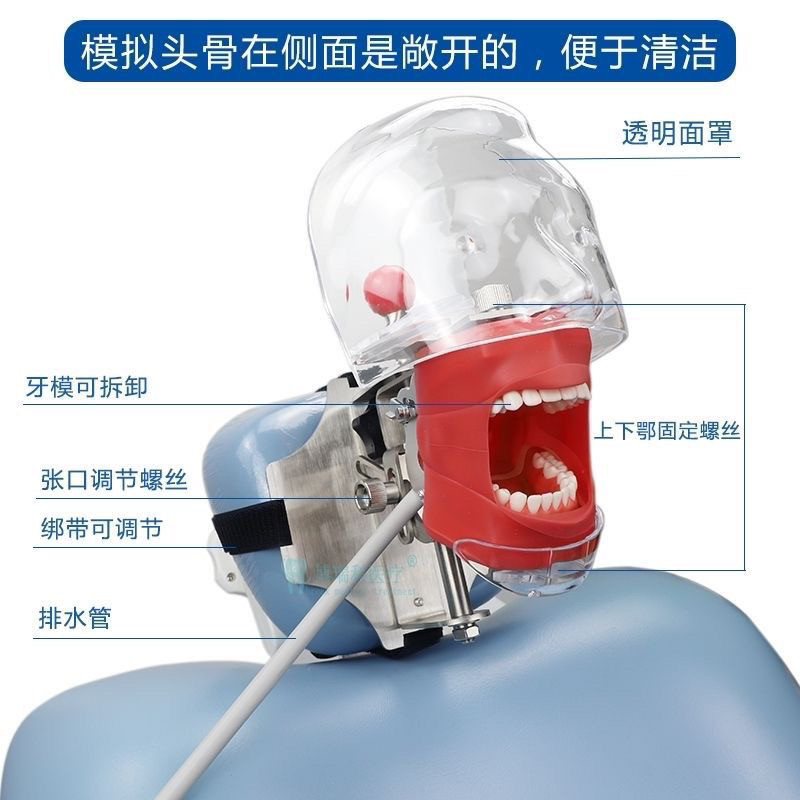 仿真备牙练习头模牙科口腔绑带模型考试器械离体牙硅胶可拆卸头模