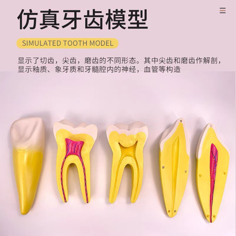 口腔模型正常牙齿放大12倍模型牙科教学牙解剖模型磨牙 切牙 尖牙
