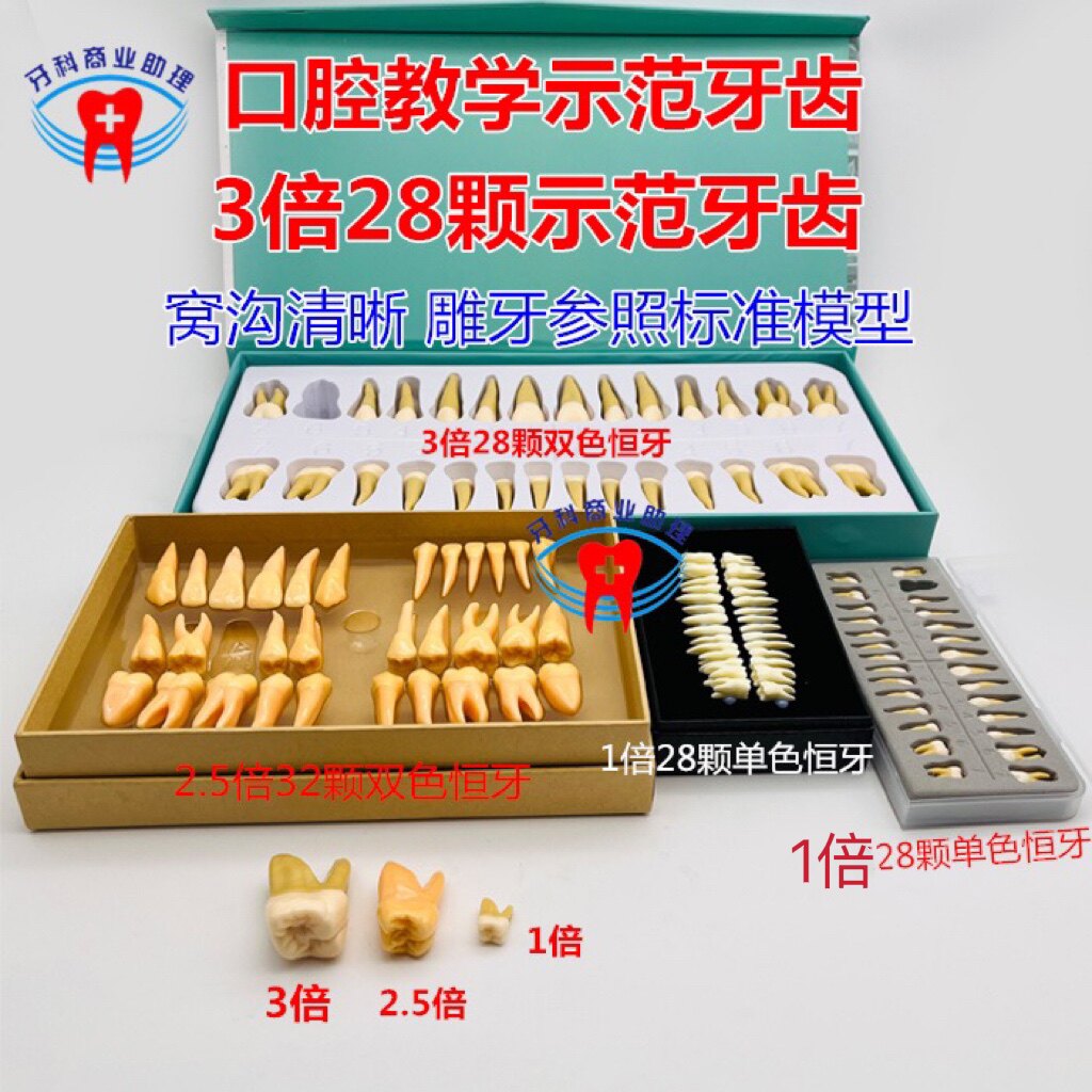 牙科仿真离体牙3倍 2.5倍双色恒牙学生认识牙齿28颗雕牙全口牙模