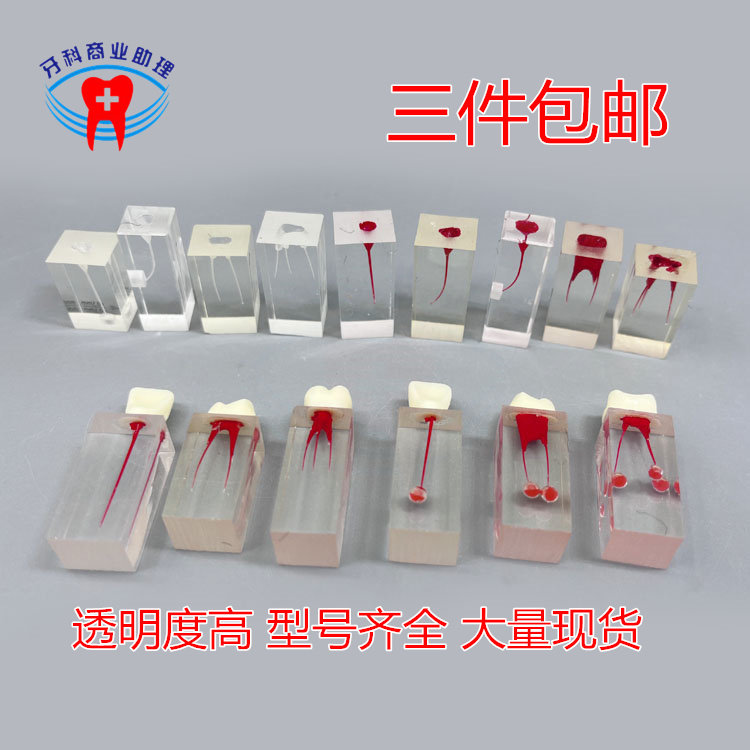 牙科树脂根管练习块模型 牙体牙髓透明根管预备充填修复根管模型