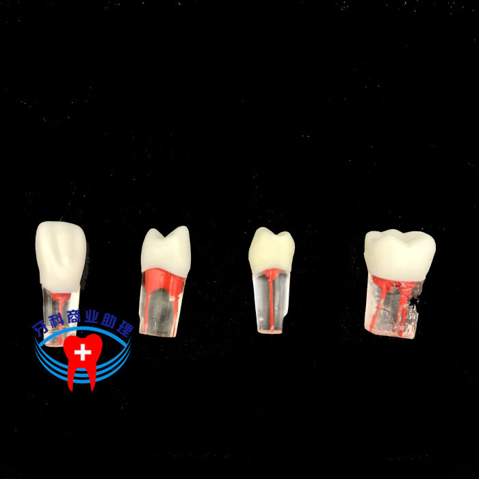 Dental Oral Practicing Physician Examination Open Nucleus Pulposus Root Canal Tooth Grain Simulation Tooth Model 5-Taobao