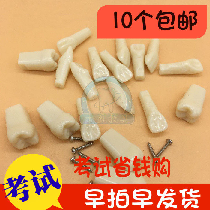 Dental material loose tooth grain replaceable simulation off body tooth resin tooth model practice II-type hole 10-Taobao
