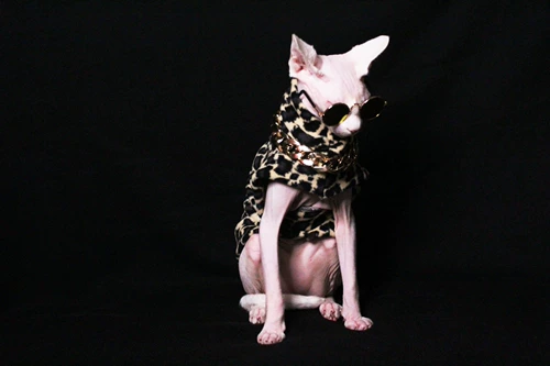 Пользовательская одежда для домашних животных безволоса