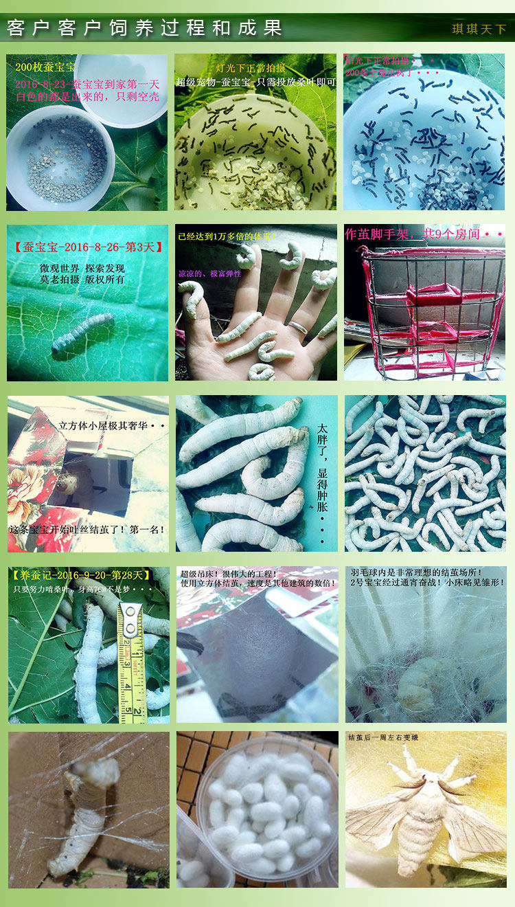 做蚕宝宝房子的设计图,现代养蚕房的图片,蚕宝宝的房子怎么画(第3页)_大山谷图库