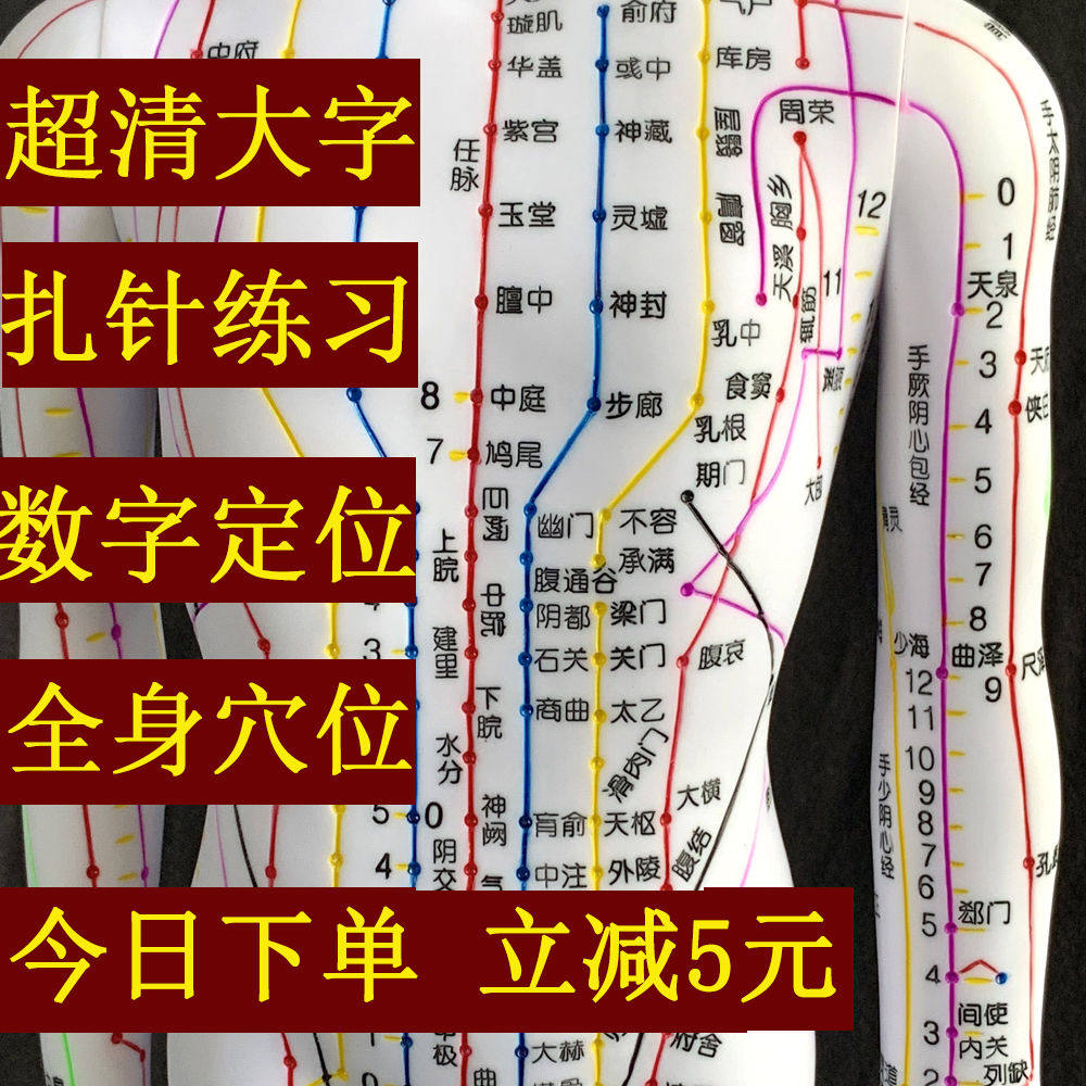 超清晰经络通男女人体模型人体经络图中医铜人针灸穴位模型小人