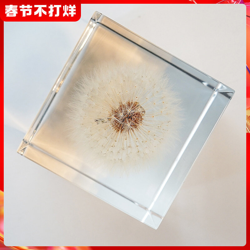 Zhou sola cube dandelion rules this plant universe cube Japan direct purchase usagi no nedoko