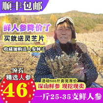 Now dig fresh ginseng Changbai Mountain Ginseng wine Jilin Ginseng Fresh ginseng with soil to keep fresh for three years