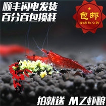 Quality shrimp shop Cherry shrimp live ornamental algae removal Flame rose shrimp grass tank non-polar fire baking paint 0 8-1 5cm