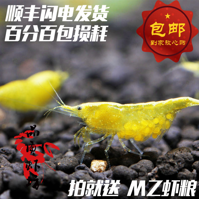 Quality Shrimp Workshop Golden Back Shrimp Ornamental Shrimp Yellow Gold Mikinback Shrimp Grass Vat Ornamental Shrimp about 2cm
