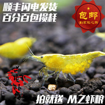 Quality shrimp shop Golden back shrimp ornamental shrimp Golden rice golden back shrimp grass tank ornamental shrimp about 2cm