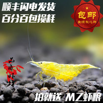 Quality shrimp shop Golden rice shrimp Algae removal shrimp Pet shrimp with golden back shrimp grass tank base ornamental shrimp live 1 5-2cm