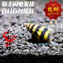 Quality shrimp square killer snail Live bumblebee Ornamental snail bee Pagoda snail Grass cylinder Miscellaneous snail Special snail